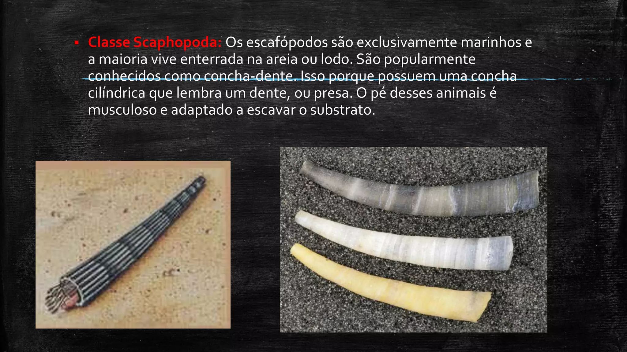  Classe Scaphopoda: Os escafópodos são exclusivamente marinhos e
a maioria vive enterrada na areia ou lodo. São popularmente
conhecidos como concha-dente. Isso porque possuem uma concha
cilíndrica que lembra um dente, ou presa. O pé desses animais é
musculoso e adaptado a escavar o substrato.
 