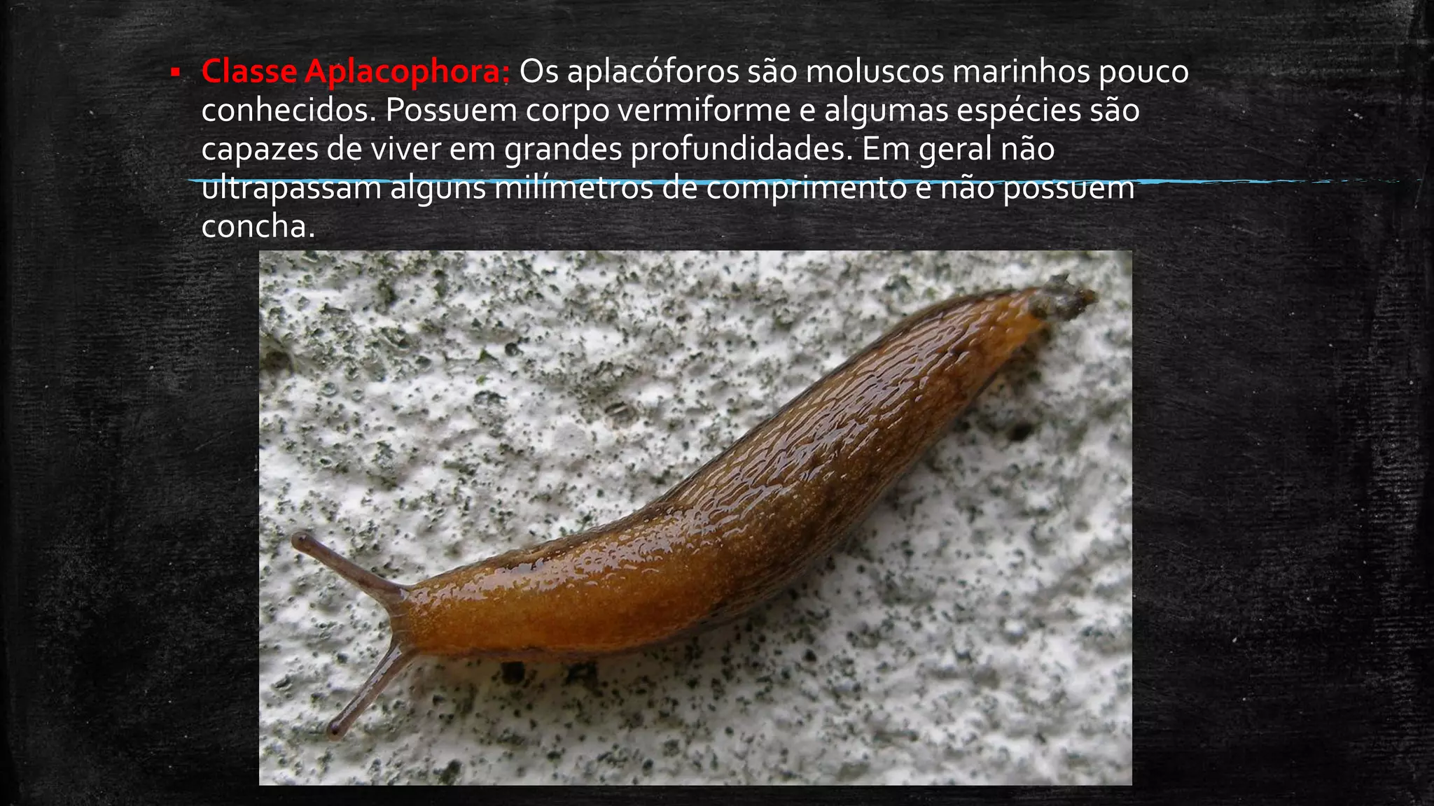  Classe Aplacophora: Os aplacóforos são moluscos marinhos pouco
conhecidos. Possuem corpo vermiforme e algumas espécies são
capazes de viver em grandes profundidades. Em geral não
ultrapassam alguns milímetros de comprimento e não possuem
concha.
 