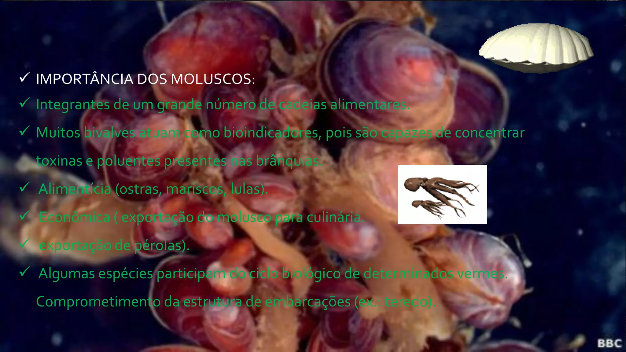  IMPORTÂNCIA DOS MOLUSCOS:
 Integrantes de um grande número de cadeias alimentares.
 Muitos bivalves atuam como bioindicadores, pois são capazes de concentrar
toxinas e poluentes presentes nas brânquias.
 Alimentícia (ostras, mariscos, lulas).
 Econômica ( exportação do molusco para culinária.
 exportação de pérolas).
 Algumas espécies participam do ciclo biológico de determinados vermes.
Comprometimento da estrutura de embarcações (ex.: teredo).
 