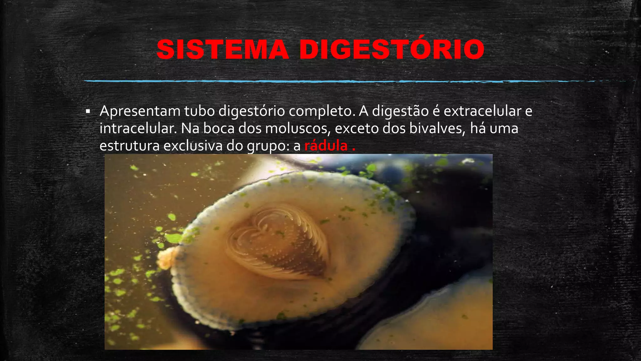 SISTEMA DIGESTÓRIO
 Apresentam tubo digestório completo. A digestão é extracelular e
intracelular. Na boca dos moluscos, exceto dos bivalves, há uma
estrutura exclusiva do grupo: a rádula .
 