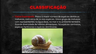 CLASSIFICAÇÃO
 Classe Gastropoda: Possui o maior número de espécies dentre os
moluscos, com cerca de 70.000 espécies. Único grupo de moluscos
com representantes na água doce, no mar e no ambiente terrestre.
Grande diversidade de hábitos alimentares: há espécies carnívoras,
espécies herbívoras e espécies detritívoras.
 