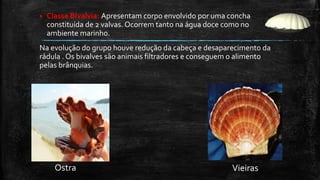  Classe Bivalvia: Apresentam corpo envolvido por uma concha
constituída de 2 valvas. Ocorrem tanto na água doce como no
ambiente marinho.
Na evolução do grupo houve redução da cabeça e desaparecimento da
rádula . Os bivalves são animais filtradores e conseguem o alimento
pelas brânquias.
Ostra Vieiras
 