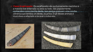  Classe Scaphopoda: Os escafópodos são exclusivamente marinhos e
a maioria vive enterrada na areia ou lodo. São popularmente
conhecidos como concha-dente. Isso porque possuem uma concha
cilíndrica que lembra um dente, ou presa. O pé desses animais é
musculoso e adaptado a escavar o substrato.
 