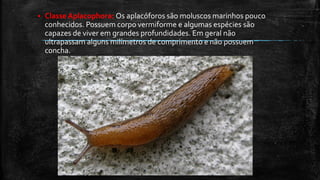  Classe Aplacophora: Os aplacóforos são moluscos marinhos pouco
conhecidos. Possuem corpo vermiforme e algumas espécies são
capazes de viver em grandes profundidades. Em geral não
ultrapassam alguns milímetros de comprimento e não possuem
concha.
 