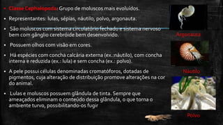 Classe Cephalopoda: Grupo de moluscos mais evoluídos.
 Representantes: lulas, sépias, náutilo, polvo, argonauta.
 São moluscos com sistema circulatório fechado e sistema nervoso
bem com gânglio cerebróide bem desenvolvido.
 Possuem olhos com visão em cores.
 Há espécies com concha calcária externa (ex.:náutilo), com concha
interna e reduzida (ex.: lula) e sem concha (ex.: polvo).
 A pele possui células denominadas cromatóforos, dotadas de
pigmentos, cuja alteração de distribuição promove alterações na cor
do animal.
 Lulas e moluscos possuem glândula de tinta. Sempre que
ameaçados eliminam o conteúdo dessa glândula, o que torna o
ambiente turvo, possibilitando-os fugir
Argonauta
Náutilo
Polvo
 