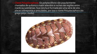  Classe Polyplacophora: Os poliplacóforos são popularmente
chamados de quítons e vivem aderidos a rochas nas regiões entre
marés ou submersas. Sua concha é formada por uma série de oito
placas sobrepostas e articuladas, por isso o nome Polyplacophora (do
grego polys: muito).
 