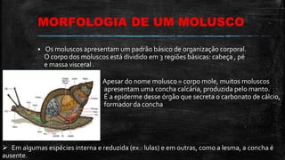 MORFOLOGIA DE UM MOLUSCO
 Os moluscos apresentam um padrão básico de organização corporal.
O corpo dos moluscos está dividido em 3 regiões básicas: cabeça , pé
e massa visceral .
Apesar do nome molusco = corpo mole, muitos moluscos
apresentam uma concha calcária, produzida pelo manto.
É a epiderme desse órgão que secreta o carbonato de cálcio,
formador da concha
 Em algumas espécies interna e reduzida (ex.: lulas) e em outras, como a lesma, a concha é
ausente.
 