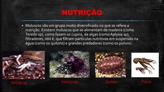 NUTRIÇÃO
 Moluscos são um grupo muito diversificado no que se refere a
nutrição. Existem moluscos que se alimentam de madeira (como
Teredo sp), como fazem os cupins, de algas (como Aplysia sp),
filtradores, isto é, que filtram partículas nutritivas em suspensão na
água (como os quitons) e grandes predadores (como os polvos).
Teredo sp Aplysia sp Quíton Polvo
 
