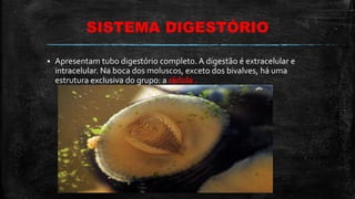 SISTEMA DIGESTÓRIO
 Apresentam tubo digestório completo. A digestão é extracelular e
intracelular. Na boca dos moluscos, exceto dos bivalves, há uma
estrutura exclusiva do grupo: a rádula .
 