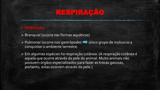 RESPIRAÇÃO
 Respiração:
 Branquial (ocorre nas formas aquáticas)
 Pulmonar (ocorre nos gastrópodes único grupo de moluscos a
conquistar o ambiente terrestre.
 Em algumas espécies há respiração cutânea. (A respiração cutânea é
aquela que ocorre através da pele do animal. Muito animais não
possuem órgãos especializados para fazer as trocas gasosas,
portanto, estas ocorrem através da pele.)
 