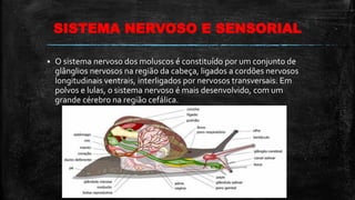 SISTEMA NERVOSO E SENSORIAL
 O sistema nervoso dos moluscos é constituído por um conjunto de
glânglios nervosos na região da cabeça, ligados a cordões nervosos
longitudinais ventrais, interligados por nervosos transversais. Em
polvos e lulas, o sistema nervoso é mais desenvolvido, com um
grande cérebro na região cefálica.
 