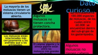 La mayoría de los
moluscos tienen un
sistema circulatorio
abierto.
Los moluscos están
relacionados más
cercanamente a los
anélidos que a los
artrópodos.
Algunos
moluscos no
tienen concha
protectora.
El calamar gigante y la
almeja gigante están
entre los
moluscos más grandes
del mundo.
Hay
aproximadamente
100.000 especies
de moluscos, de los
cuales entre
60.000 se
encuentran dentro
del sub-grupo de
los gasterópodos.
Algunos
moluscos no
tienen cabeza.
 