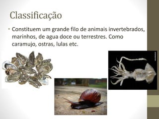 Classificação
• Constituem um grande filo de animais invertebrados,
marinhos, de agua doce ou terrestres. Como
caramujo, ostras, lulas etc.
 