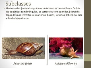 Subclasses
• Gastrópodes (animais aquáticos ou terrestres de ambiente úmido.
Os aquáticos tem brânquias, os terrestres tem pulmões.) caracóis,
lapas, lesmas terrestres e marinhas, búzios, lotirinas, lebres-do-mar
e borboletas-do-mar
Achatina fulica Aplysia californica
 