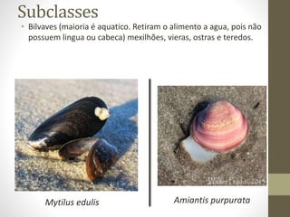 Subclasses
• Bilvaves (maioria é aquatico. Retiram o alimento a agua, pois não
possuem lingua ou cabeca) mexilhões, vieras, ostras e teredos.
Mytilus edulis Amiantis purpurata
 