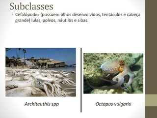 Subclasses
• Cefalópodes (possuem olhos desenvolvidos, tentáculos e cabeça
grande) lulas, polvos, náutilos e sibas.
Architeuthis spp Octopus vulgaris
 