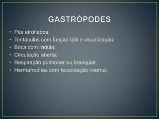 • Pés atrofiados;
• Tentáculos com função tátil e visualização;
• Boca com rádula;
• Circulação aberta;
• Respiração pulmonar ou branquial;
• Hermafroditas com fecundação interna;
 