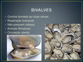 • Concha formada por duas valvas;
• Respiração branquial;
• Não possuem cabeça;
• Animais filtradores;
• Circulação aberta;
 