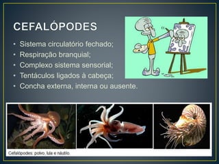 • Sistema circulatório fechado;
• Respiração branquial;
• Complexo sistema sensorial;
• Tentáculos ligados à cabeça;
• Concha externa, interna ou ausente.
 