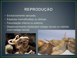 • Exclusivamente sexuada;
• Espécies hermafroditas ou dióicas;
• Fecundação interna ou externa;
• Desenvolvimento direto(sem estágio larval) ou indireto
(com estágio larval)
 