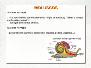 MOLUSCOSMOLUSCOS
Sistema Excretor
- Rins constituídos por metanefrídeos (órgão de Bojanus) - filtram o sangue
e o líquido celomático.
- Produção de excreta: amônia.
Sistema Nervoso
Tipo ganglionar (gânglios: cerebroide, pleurais, pedais, viscerais...)
 