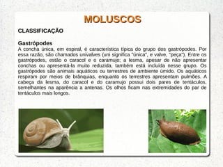 MOLUSCOSMOLUSCOS
CLASSIFICAÇÃO
Gastrópodes
A concha única, em espiral, é característica típica do grupo dos gastrópodes. Por
essa razão, são chamados univalves (uni significa "única", e valve, "peça"). Entre os
gastrópodes, estão o caracol e o caramujo; a lesma, apesar de não apresentar
conchas ou apresentá-la muito reduzida, também está incluída nesse grupo. Os
gastrópodes são animais aquáticos ou terrestres de ambiente úmido. Os aquáticos
respiram por meios de brânquias, enquanto os terrestres apresentam pulmões. A
cabeça da lesma, do caracol e do caramujo possui dois pares de tentáculos,
semelhantes na aparência a antenas. Os olhos ficam nas extremidades do par de
tentáculos mais longos.
 