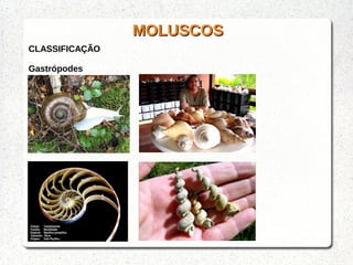 MOLUSCOSMOLUSCOS
CLASSIFICAÇÃO
Gastrópodes
 