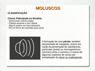 MOLUSCOSMOLUSCOS
CLASSIFICAÇÃO
Classe Pelecípoda ou Bivalvia
- Apresentam concha dupla.
- Cabeça ausente e sem rádula.
- Alguns podem ser fixos (sésseis).
- Pé em forma de machado para cavar.
A formação de uma pérola, também
denominada de margarita, ocorre em
razão da penetração de substâncias,
partículas (areia) ou microrganismos
(vermes) entre a concha e o manto de
algumas espécies de ostras por
precipitação de nácar ou madrepérola.
 