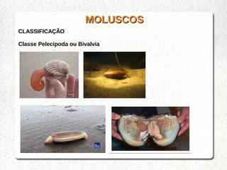 MOLUSCOSMOLUSCOS
CLASSIFICAÇÃO
Classe Pelecípoda ou Bivalvia
 