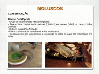 MOLUSCOSMOLUSCOS
CLASSIFICAÇÃO
Classe Cefalópoda
- Grupo de invertebrados mais avançados;
- Apresentam concha única externa (náutilos) ou interna (lulas), ou sem concha
(polvos);
- Sistema circulatório fechado;
- Olhos com estrutura semelhante a dos vertebrados
- Deslocamento por rastejamento e propulsão de jatos de água (pé modificado em
sifão).
 