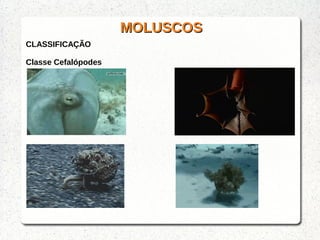 MOLUSCOSMOLUSCOS
CLASSIFICAÇÃO
Classe Cefalópodes
 