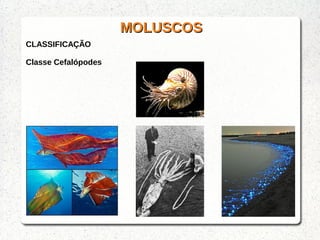 MOLUSCOSMOLUSCOS
CLASSIFICAÇÃO
Classe Cefalópodes
 