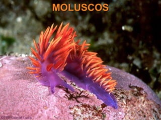 MOLUSCOSMOLUSCOS
 