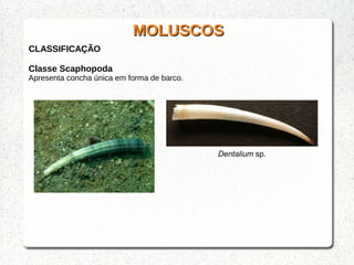 MOLUSCOSMOLUSCOS
CLASSIFICAÇÃO
Classe Scaphopoda
Apresenta concha única em forma de barco.
Dentalium sp.
 