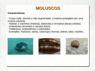 MOLUSCOSMOLUSCOS
Características
- Corpo mole, viscoso e não segmentado, a maioria protegidos por uma
concha calcária).
- Habitat: a marinhos (maioria), dulcícolas e terrestres (locais úmidos)
- Ambulantes (errantes) e sésseis (fixos).
- Triblásticos, protostômios e celomados.
- Exemplos: mariscos, ostras, caramujos, lesmas, polvos, lulas, náutilos...
 