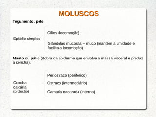 MOLUSCOSMOLUSCOS
Tegumento: pele
Epitélio simples
Cílios (locomoção)
Glândulas mucosas – muco (mantém a umidade e
facilita a locomoção)
Manto ou pálio (dobra da epiderme que envolve a massa visceral e produz
a concha).
Concha
calcária
(proteção)
Periostraco (periférico)
Ostraco (intermediário)
Camada nacarada (interno)
 