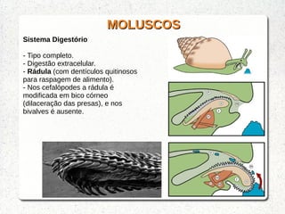 MOLUSCOSMOLUSCOS
Sistema Digestório
- Tipo completo.
- Digestão extracelular.
- Rádula (com dentículos quitinosos
para raspagem de alimento).
- Nos cefalópodes a rádula é
modificada em bico córneo
(dilaceração das presas), e nos
bivalves é ausente.
 