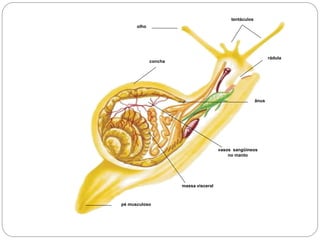 olho
tentáculos
rádula
ânus
concha
vasos sangüíneos
no manto
massa visceral
pé musculoso
 