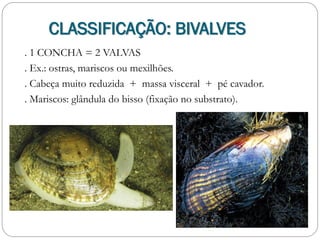 . 1 CONCHA = 2 VALVAS
. Ex.: ostras, mariscos ou mexilhões.
. Cabeça muito reduzida + massa visceral + pé cavador.
. Mariscos: glândula do bisso (fixação no substrato).
CLASSIFICAÇÃO: BIVALVES
 