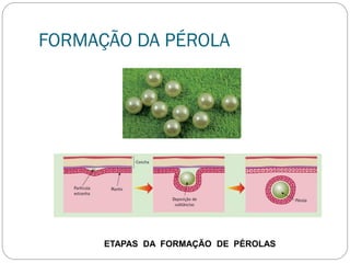 FORMAÇÃO DA PÉROLA
ETAPAS DA FORMAÇÃO DE PÉROLAS
 