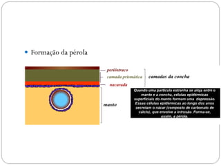  Formação da pérola
 
