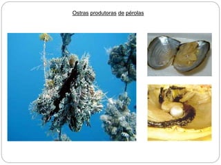 Ostras produtoras de pérolas
 