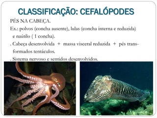 PÉS NA CABEÇA.
Ex.: polvos (concha ausente), lulas (concha interna e reduzida)
e naútilo ( 1 concha).
. Cabeça desenvolvida + massa visceral reduzida + pés trans-
formados tentáculos.
. Sistema nervoso e sentidos desenvolvidos.
CLASSIFICAÇÃO: CEFALÓPODES
 