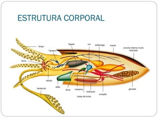 ESTRUTURA CORPORAL
braço
“cérebro”
fígado rim estômago manto
concha interna muito
reduzida
gônada
coração
brânquia
bolsa de trinta
intestinoânus
sifão
rádula
tentáculo
boca
 