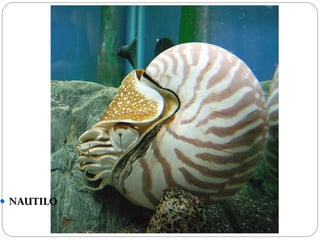  NAUTILO
 