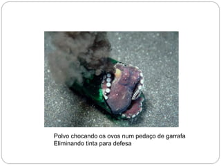 Polvo chocando os ovos num pedaço de garrafa
Eliminando tinta para defesa
 