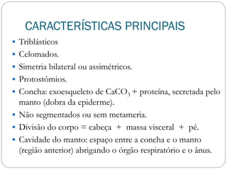 CARACTERÍSTICAS PRINCIPAIS
 Triblásticos
 Celomados.
 Simetria bilateral ou assimétricos.
 Protostômios.
 Concha: exoesqueleto de CaCO3 + proteína, secretada pelo
manto (dobra da epiderme).
 Não segmentados ou sem metameria.
 Divisão do corpo = cabeça + massa visceral + pé.
 Cavidade do manto: espaço entre a concha e o manto
(região anterior) abrigando o órgão respiratório e o ânus.
 