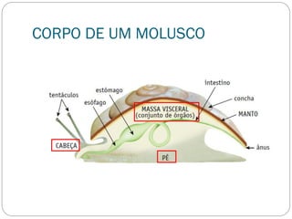 CORPO DE UM MOLUSCO
 