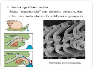  Sistema digestório: completo.
Rádula: “língua muscular” com dentículos quitinosos, para
coletar alimento do substrato. Ex.: cefalópodes e gastrópodes.
Microscopia eletrônica da rádula
 