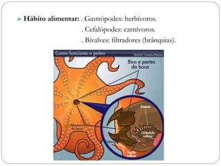  Hábito alimentar: . Gastrópodes: herbívoros.
. Cefalópodes: carnívoros.
. Bivalves: filtradores (brânquias).
 